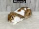 Plush Lop Rabbits for sale in Rockmart, GA 30153, USA. price: NA