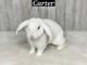 Plush Lop Rabbits for sale in Rockmart, GA 30153, USA. price: NA