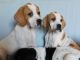 Polish Hound Puppies for sale in California St, San Francisco, CA, USA. price: NA