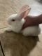 Polish rabbit Rabbits for sale in Phoenix, AZ, USA. price: NA