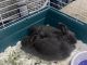 Polish rabbit Rabbits for sale in Newark, OH 43055, USA. price: NA