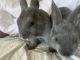 Polish rabbit Rabbits