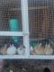 Polish rabbit Rabbits for sale in Riverside, CA, USA. price: NA