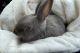 Polish rabbit Rabbits for sale in Canton, NY 13617, USA. price: NA