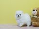 Pomeranian Puppies for sale in San Jose, CA, USA. price: $700