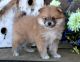 Pomeranian Puppies for sale in Diana, TX 75640, USA. price: $650