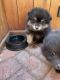 Pomeranian Puppies for sale in Monterey, CA, USA. price: $1,950