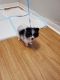 Pomeranian Puppies for sale in Joliet, IL, USA. price: $600
