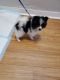 Pomeranian Puppies for sale in Joliet, IL, USA. price: $800