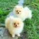 HOME RAISED POMERANIAN PUPPIES FOR REHOMING