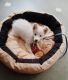 Pomeranian Puppies for sale in Ahmedabad, Gujarat, India. price: 4000 INR