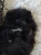 Pomeranian Puppies for sale in Foster City Rd, Foster City, MI, USA. price: $1,000