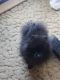 Pomeranian Puppies for sale in Foster City Rd, Foster City, MI, USA. price: $1,000
