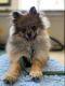Pomeranian Puppies for sale in Wheat Ridge, CO, USA. price: NA