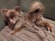 Pomeranian Puppies for sale in Overland Park, KS, USA. price: $500