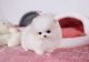 Pomeranian Puppies for sale in Atlanta, GA, USA. price: $500