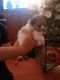 Pomeranian Puppies for sale in Breckenridge, TX 76424, USA. price: $2,000