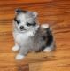 Gorgeous Pomeranian Puppies Available