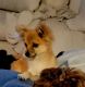 Pomeranian Puppies for sale in Overland Park, KS, USA. price: $400