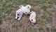 Pomeranian Puppies for sale in Dale, TX 78616, USA. price: $800