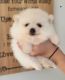 Pomeranian Puppies for sale in San Antonio, TX, USA. price: $1,500