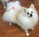 Pomeranian Puppies for sale in Hamilton, OH, USA. price: NA