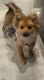 Pomeranian Puppies for sale in Pinellas Park, FL 33781, USA. price: $1,500