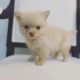Pomeranian Puppies for sale in San Jose, CA 95118, USA. price: $3,500