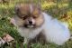 Pomeranian Puppies for sale in California City, CA, USA. price: $650