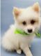 Pomeranian Puppies for sale in California City, CA, USA. price: $650