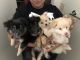 Pomeranian Puppies for sale in Anaheim, CA 92805, USA. price: NA