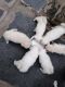 Pomeranian Puppies for sale in Kamalapuram, Andhra Pradesh 516289, India. price: 35000 INR