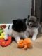 Pomeranian Puppies for sale in Portage, UT 84331, USA. price: $2,250