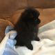 Pomeranian Puppies for sale in Vernal, UT 84078, USA. price: $600