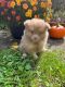 Pomeranian Puppies for sale in Salt Lake City, UT, USA. price: $650