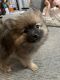 Pomeranian Puppies for sale in Commerce City, CO, USA. price: $1,000