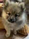 Pomeranian Puppies for sale in Commerce City, CO, USA. price: $1,000