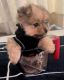 Pomeranian Puppies for sale in Irvine, CA, USA. price: NA