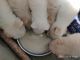 Pomeranian Puppies for sale in Bengaluru, Karnataka, India. price: 3500 INR