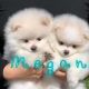 Pomeranian Puppies for sale in Eastvale, CA, USA. price: NA