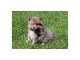 Pomeranian Puppies for sale in California City, CA, USA. price: $1,200