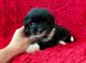 Pomeranian Puppies for sale in La Habra, CA 90631, USA. price: NA