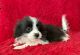 Pomeranian Puppies for sale in La Habra, CA 90631, USA. price: NA