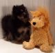 Pomeranian Puppies for sale in Senoia, GA 30276, USA. price: NA