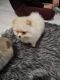 Pomeranian Puppies for sale in Eugene, OR, USA. price: NA