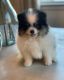 Pomeranian Puppies for sale in Oakdale, CA 95361, USA. price: NA