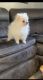Pomeranian Puppies for sale in Jurupa Valley, CA 91752, USA. price: NA