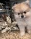 Pomeranian Puppies for sale in Clovis, CA 93619, USA. price: NA