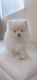 Pomeranian Puppies for sale in San Jose, CA, USA. price: NA