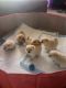 Pomeranian Puppies for sale in Sacramento, CA, USA. price: NA